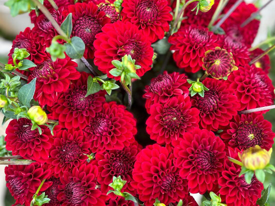Dālija 'Red Fox'